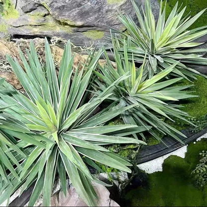 Artificial Aloe and Agave Potted Plant Tropical Desert Fake Succulent for Home Décor Desktop Office Living Room Green Decoration